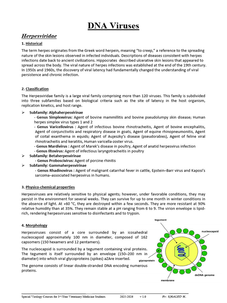 DNA Viruses | PDF