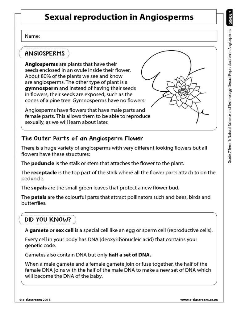 Angiosperm Reproduction_ Grade 7 Science Worksheet1 | PDF