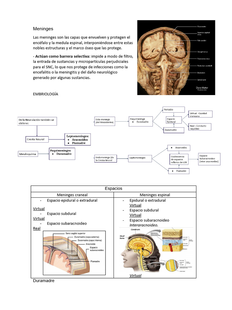 MENINGES RESUMEN anatomia humana,anatom1 | PDF