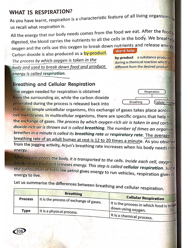 8. Respiration The Path to Energy | PDF