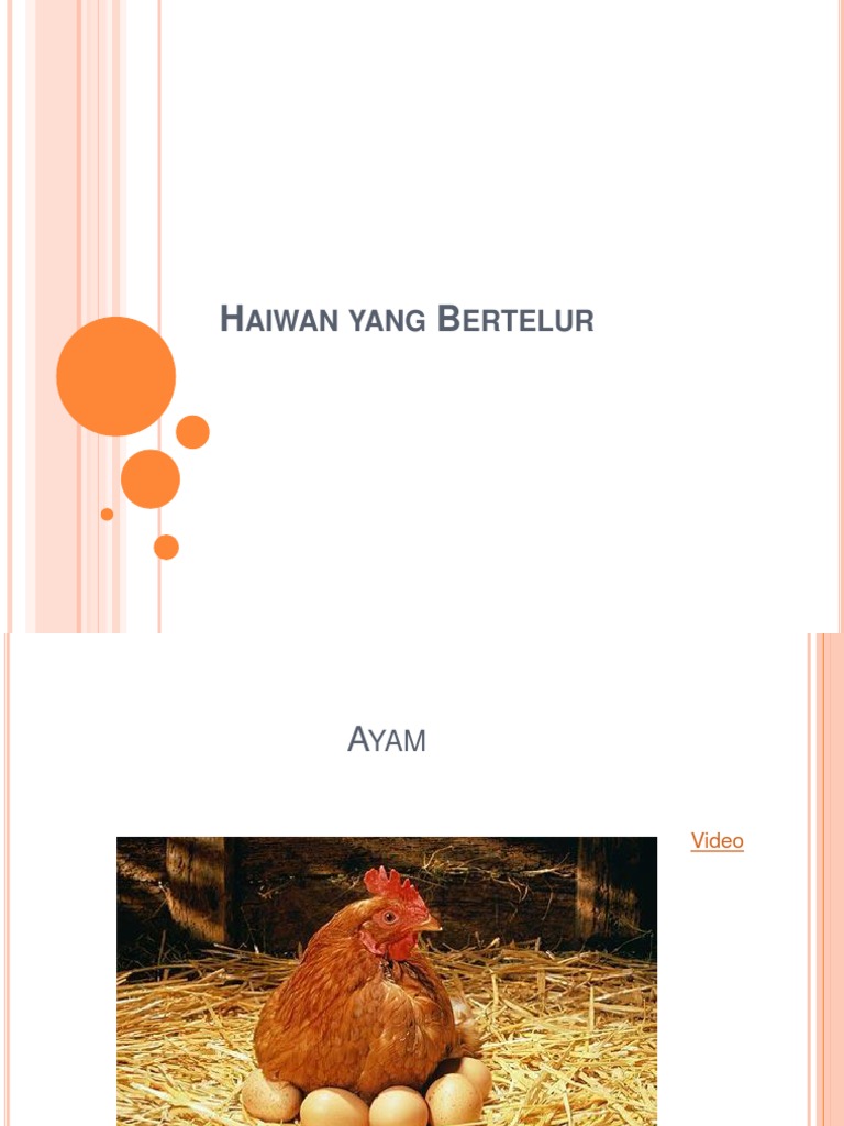 Haiwan Yang  Bertelur 