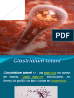 Clostridium Tetani