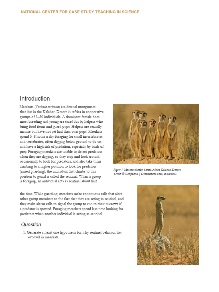 Jonah Epelbaum - Meerkats Guarding Behavior Case Study | PDF | Meerkat ...