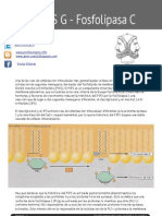 Señalización Fosfolipasa C
