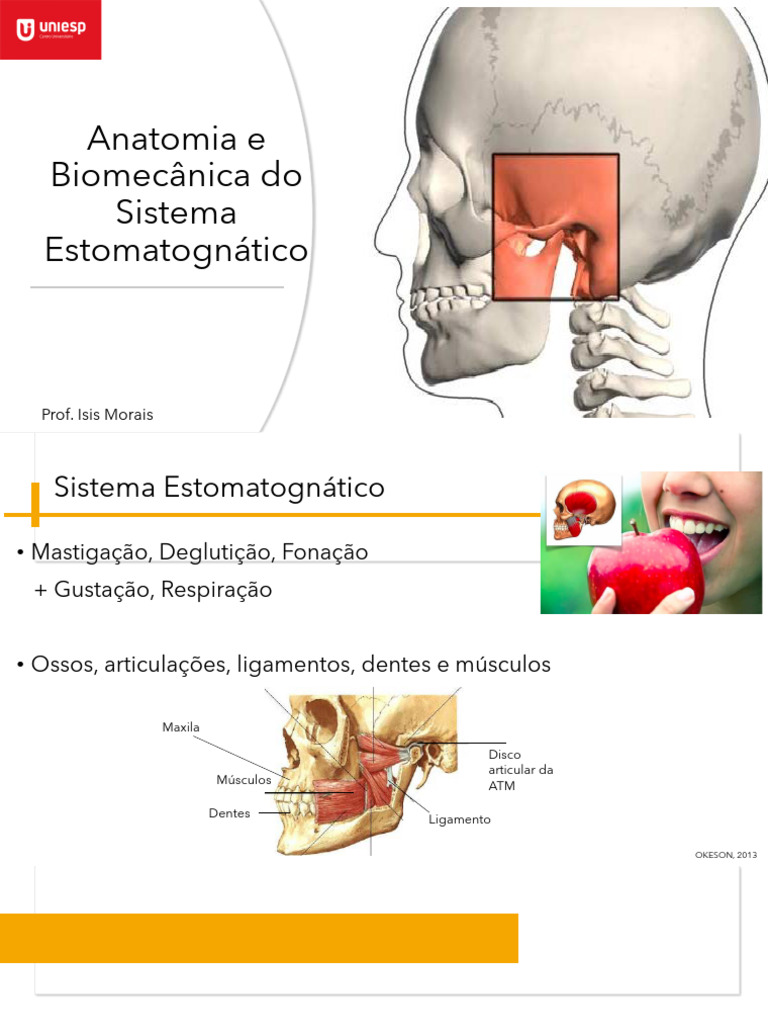 Anatomia e Biomecânica Da ATM | PDF | Dente humano | Anatomia dos primatas
