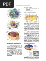 Download Anatomi Dan Fisiologi Sel Tubuh Manusia by Lutfi Rensiansi SN102349828 doc pdf