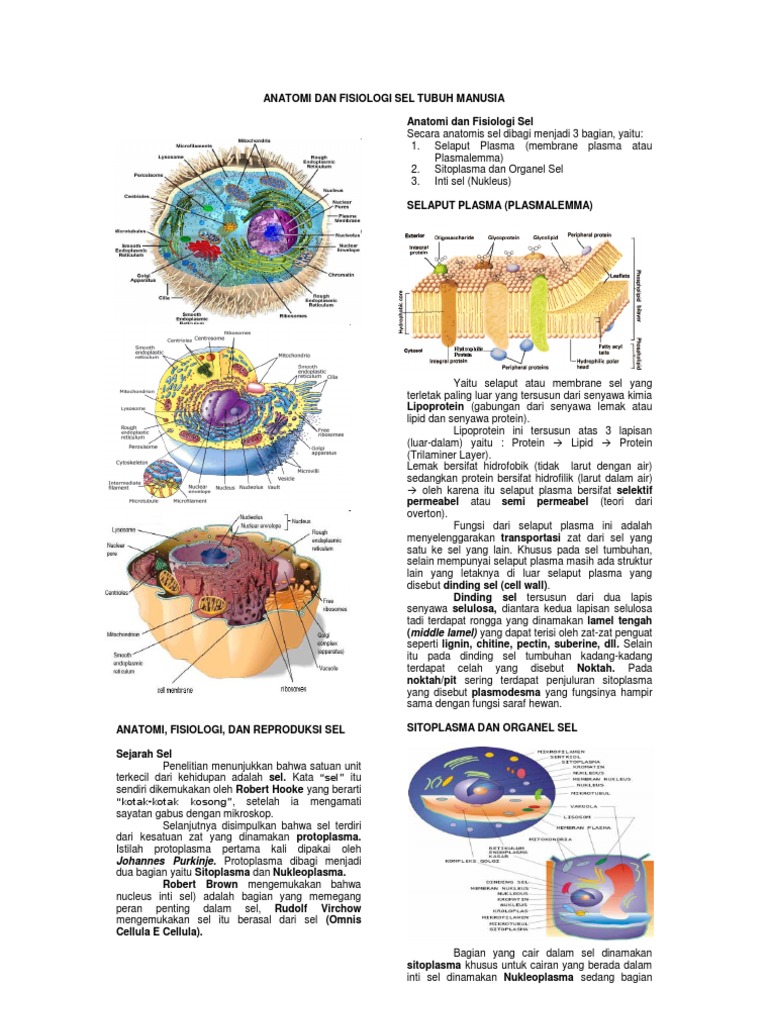 Anatomi Dan Fisiologi Sel Tubuh Manusia Anatomi Dan Fisiologi Sel Tubuh Manusia