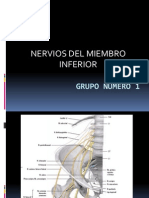 Nervios Del Miembro Inferior. Presentacion