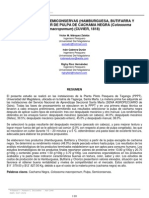 Elaboración de Semiconservas (Hamburguesa, Butifarra Y Chorizo) A Partir de Pulpa de Cachama Negra (Colossoma