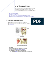 Anatomy of Teeth and Jaws