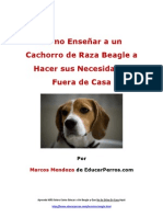 Como Enseñar A Un Cachorro de Raza Beagle A Hacer Sus Necesidades Fuera de Casa