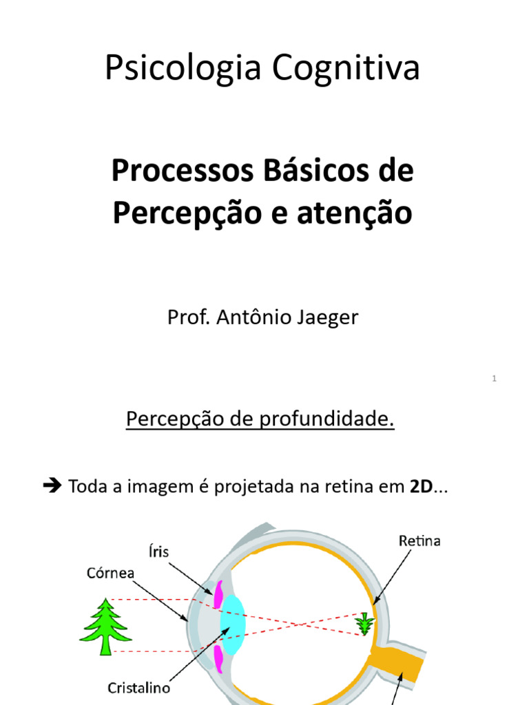 4 Processos Básicos de Percepção 2 e Atenção_260401_130816 | PDF | Cor ...