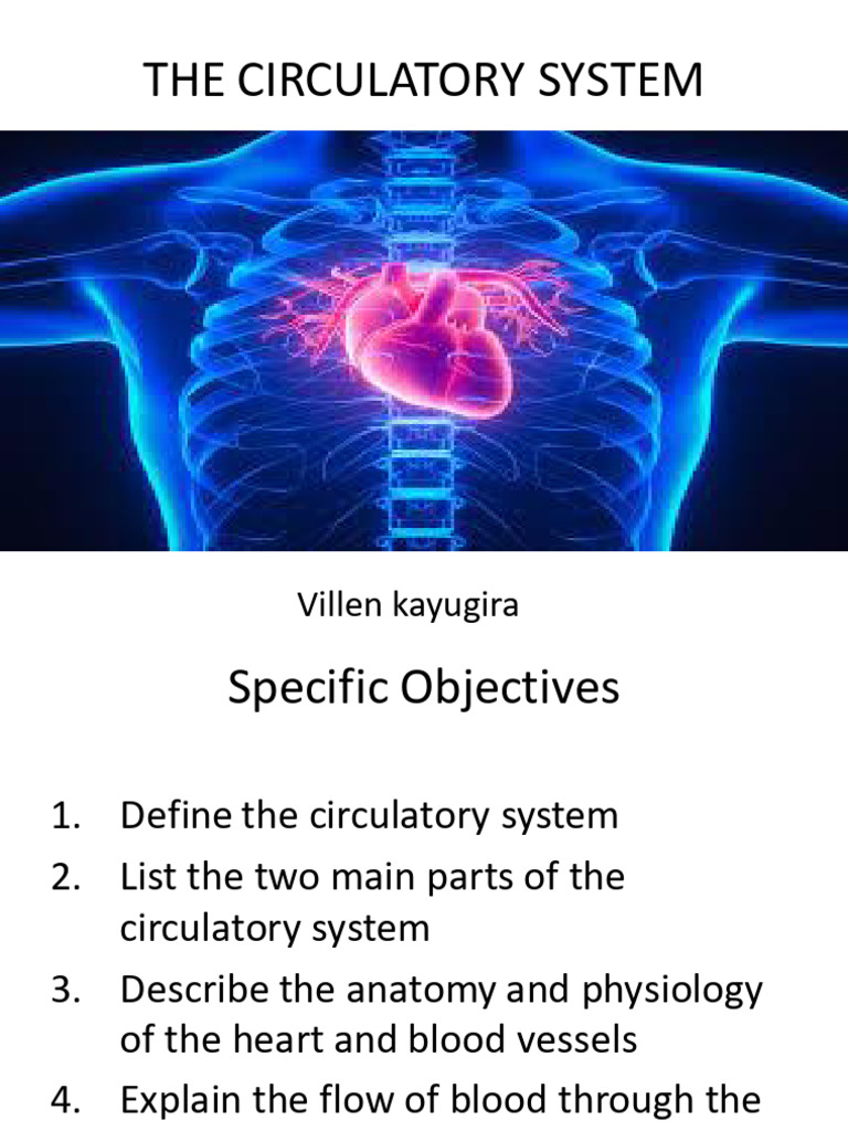 The Circulatory System Presentation | PDF | Circulatory System | Heart