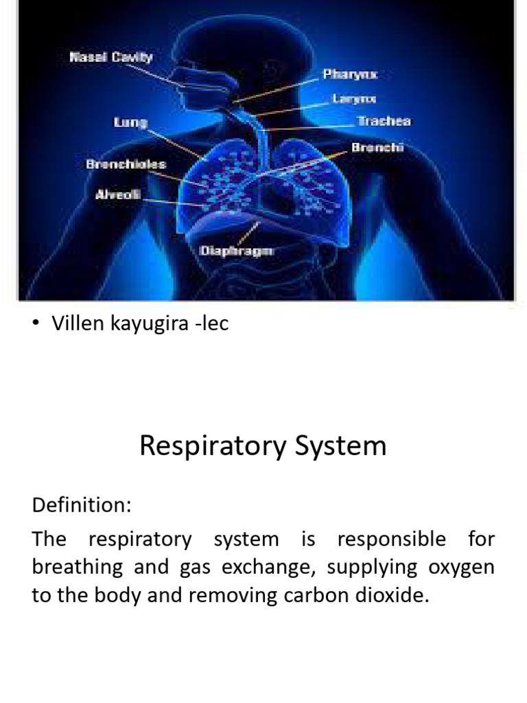 Respiratory System Presentation | PDF | Larynx | Lung