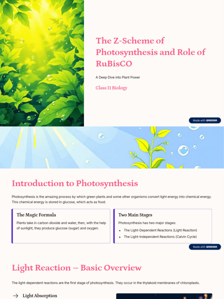 The Z Scheme of Photosynthesis and Role of RuBisCO | PDF ...