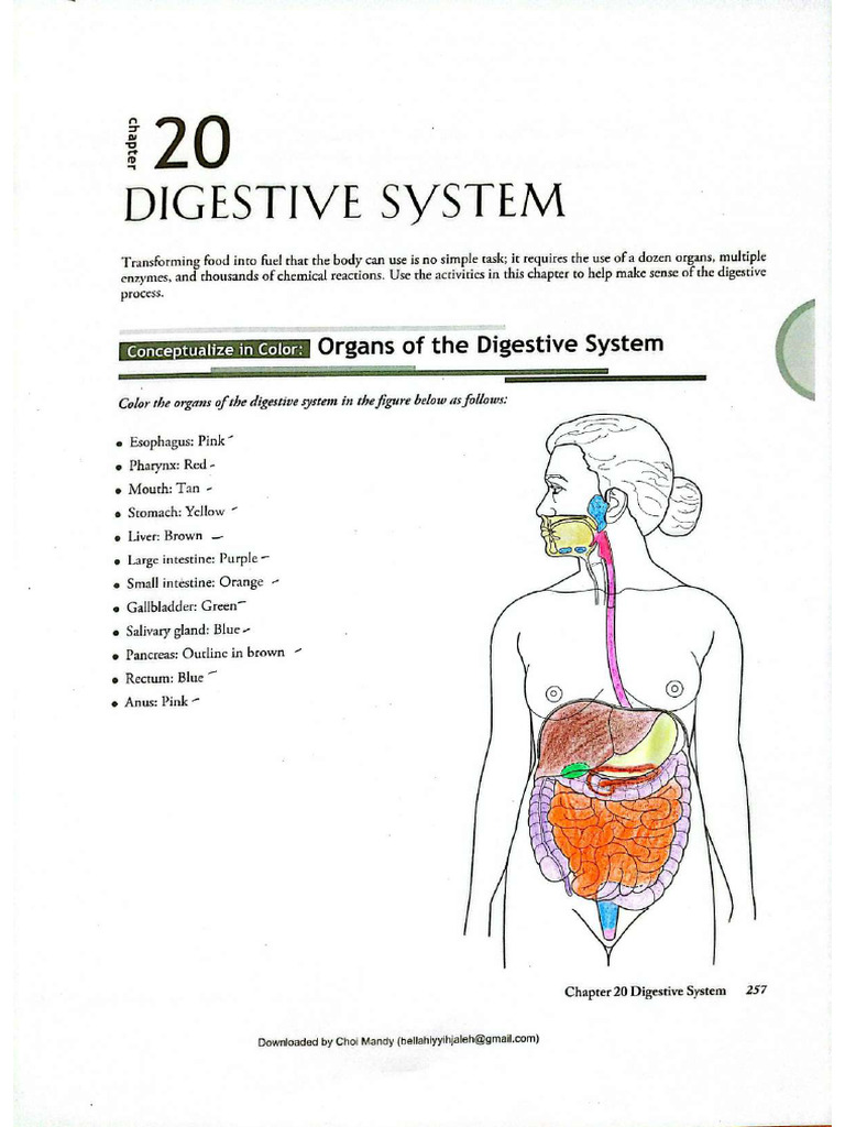 Digestive System Answers | PDF