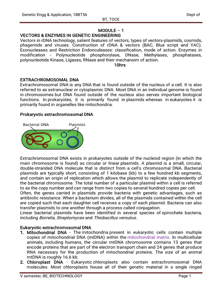 18BT56 | PDF | Molecular Cloning | Vector (Molecular Biology)
