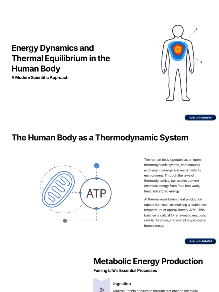 Energy Dynamics and Thermal Equilibrium in the Human Body | PDF | Heat ...