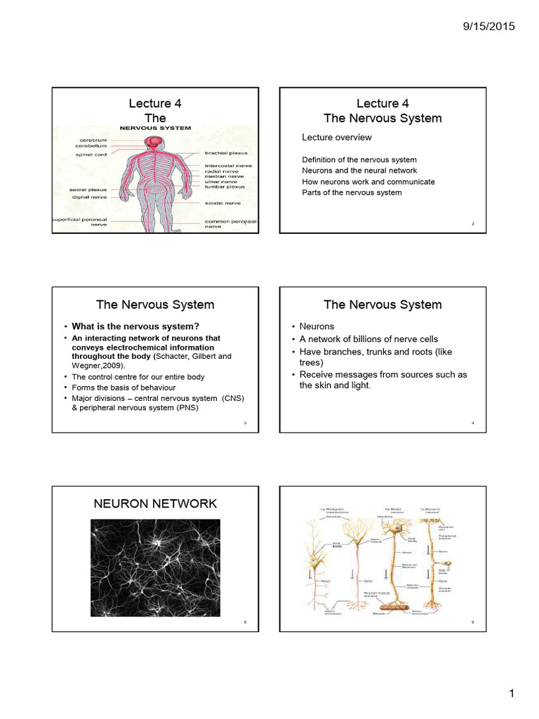 Lecture 4 the Brain and Nervous System (1) | PDF | Nervous System | Neuron