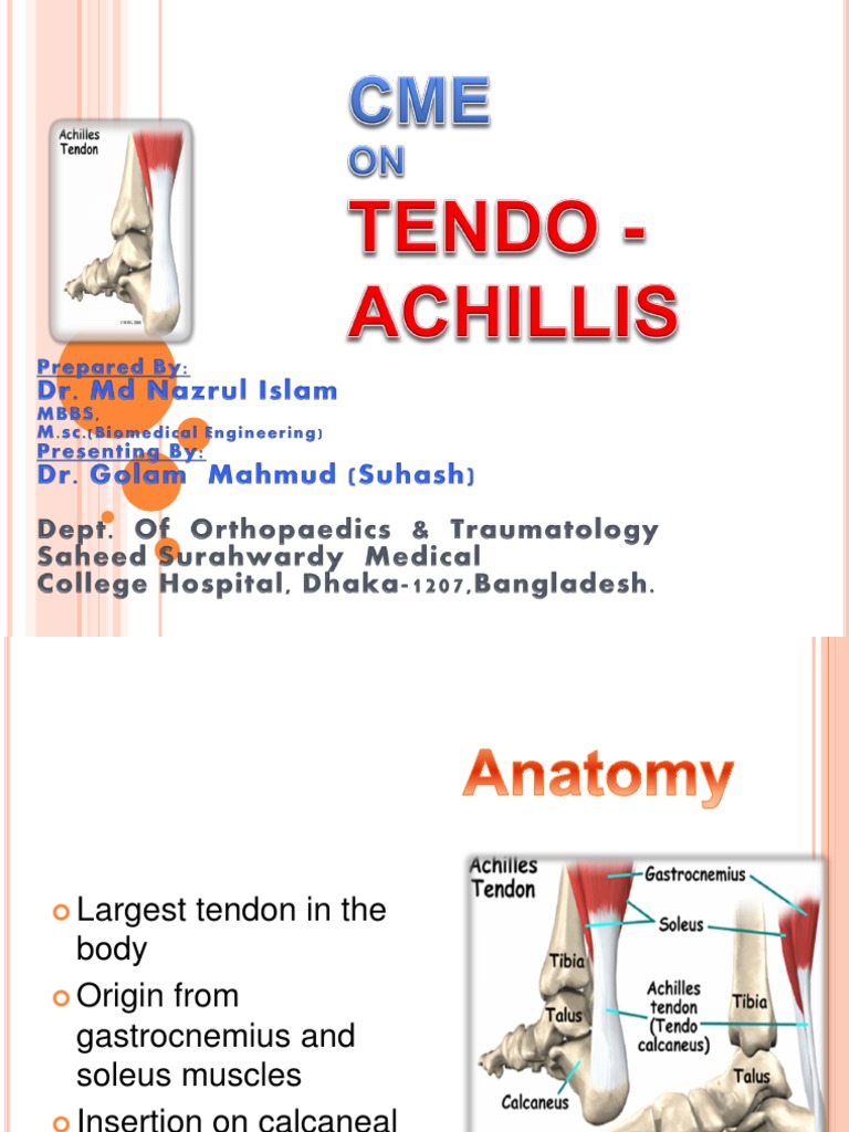 Achilles Tendon Insights | PDF | Tendon | Foot