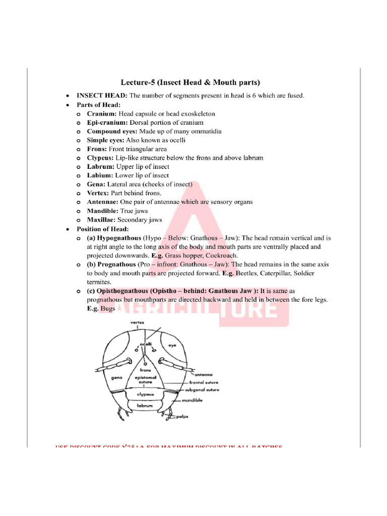Insect Morphology English Notes | PDF