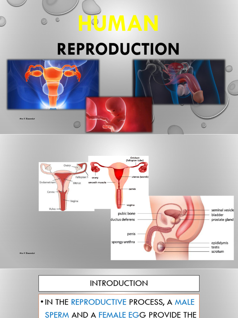 human reproduction Grade 12 2026 | PDF | Menstrual Cycle | Ovary