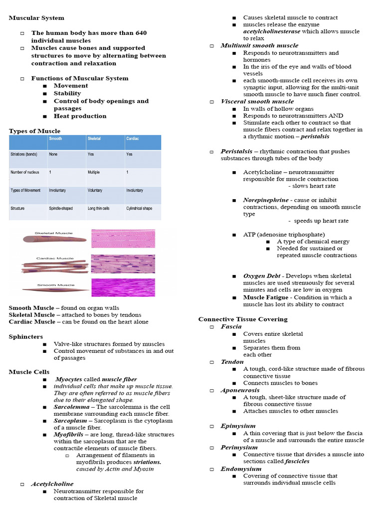 Chapter 7 Muscular System Notes 2 | PDF | Skeletal Muscle | Anatomical ...