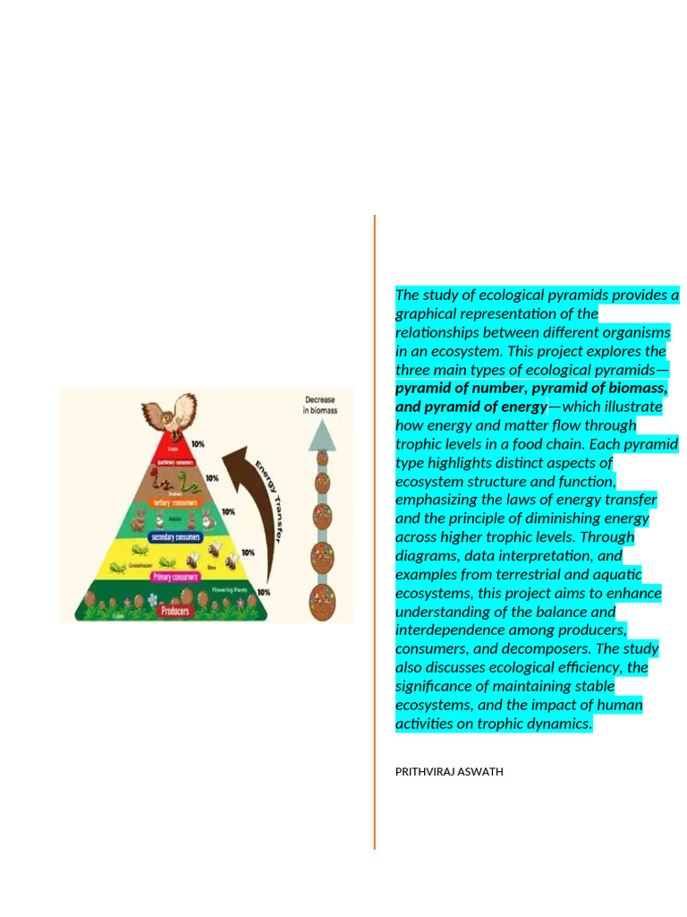 ECOLOGICAL PYRAMID PROJECT Edited | PDF | Food Web | Ecology