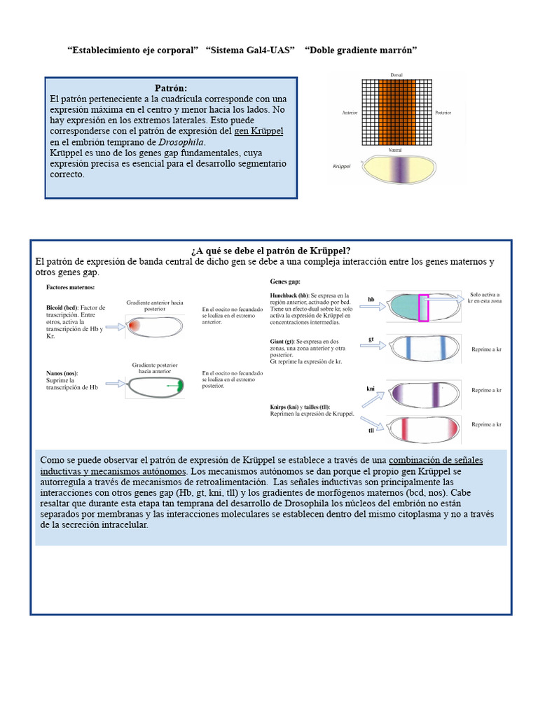 ¿a Qué Se Debe El Patrón de Krüppel | PDF | Drosophila melanogaster ...