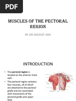 Chest Muscles Anatomy Chart | PDF
