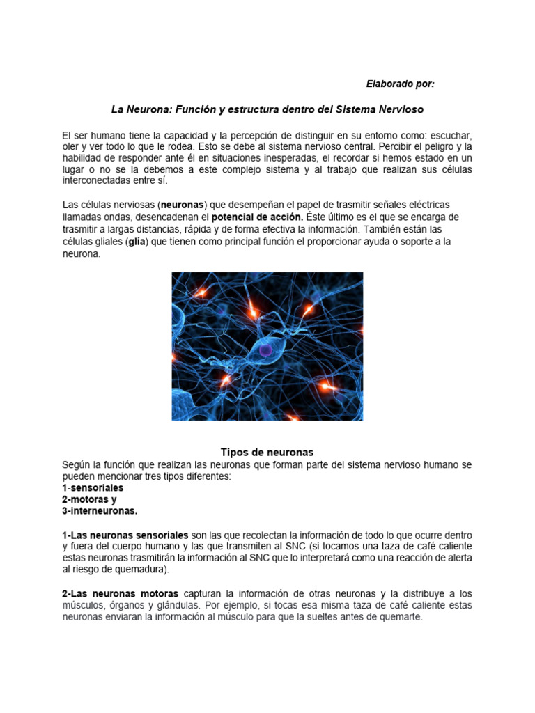 Actividad23 | PDF | Neurona | Sinapsis