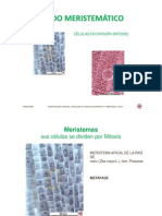 2 Micrografia de Meristemas y Meristemoides Modo de Compatibilidad