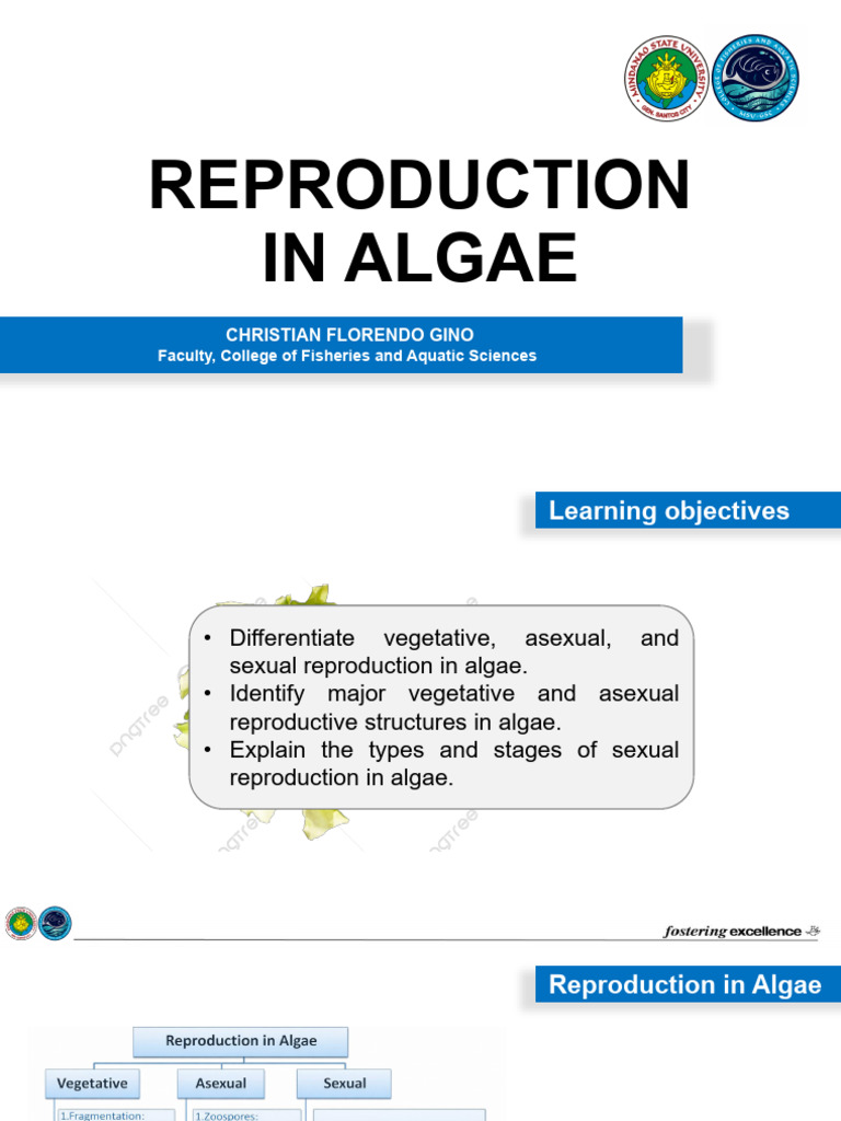 Lecture 3 Reproduction in Algae CFG | PDF | Sexual Reproduction ...