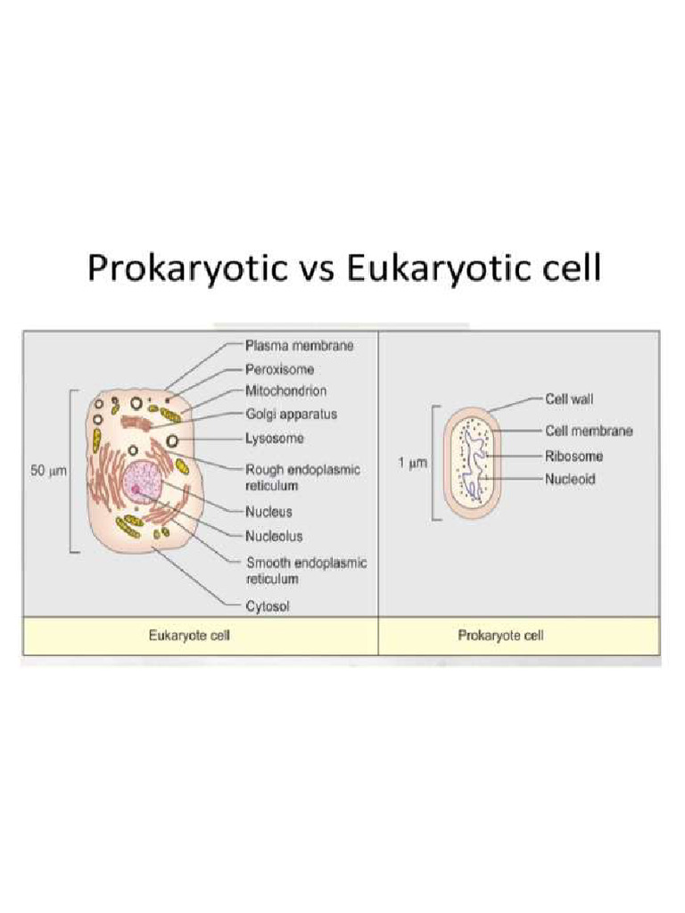 Biochemistry - Eukaryotic cell and its components | PDF