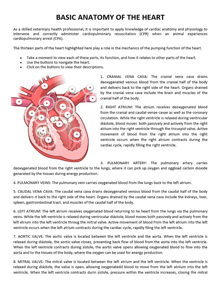 1. Anatomy and Physiology of the Heart | PDF | Ventricle (Heart ...