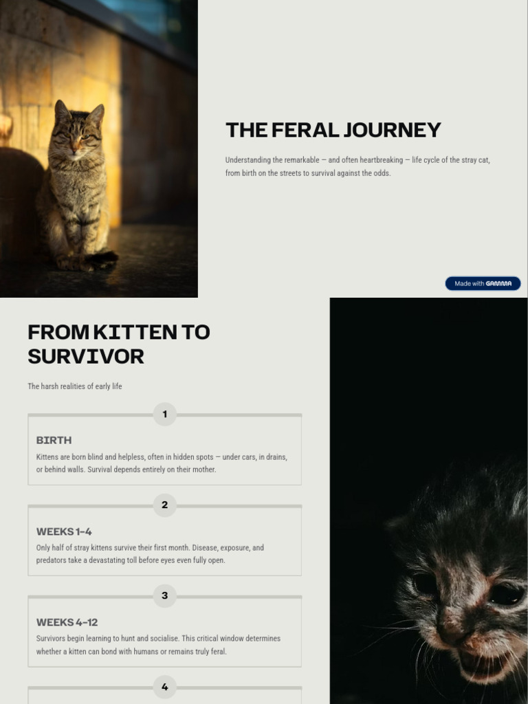 The life cycle of stray cats | PDF | Cats | Zoology