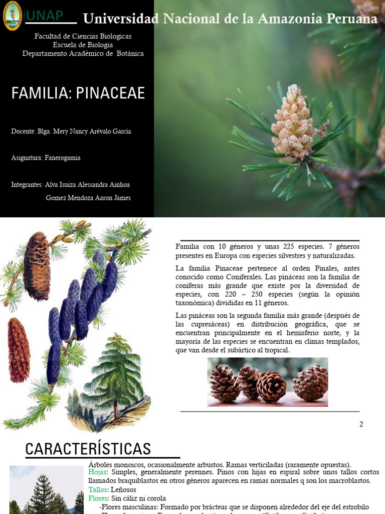 FAMILIA Pinaceae | PDF | Plantas