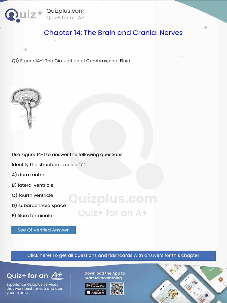 Identify The Structure Labeled 7 | PDF