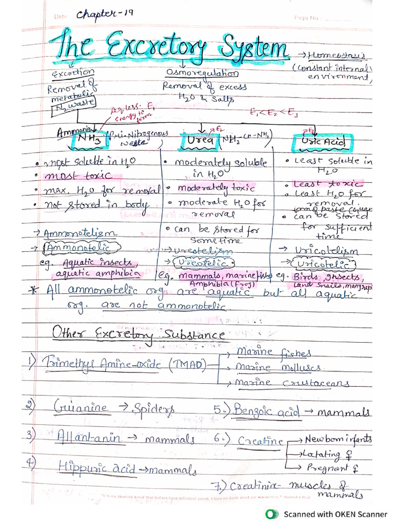The Excretory System Handwritten Notes | PDF