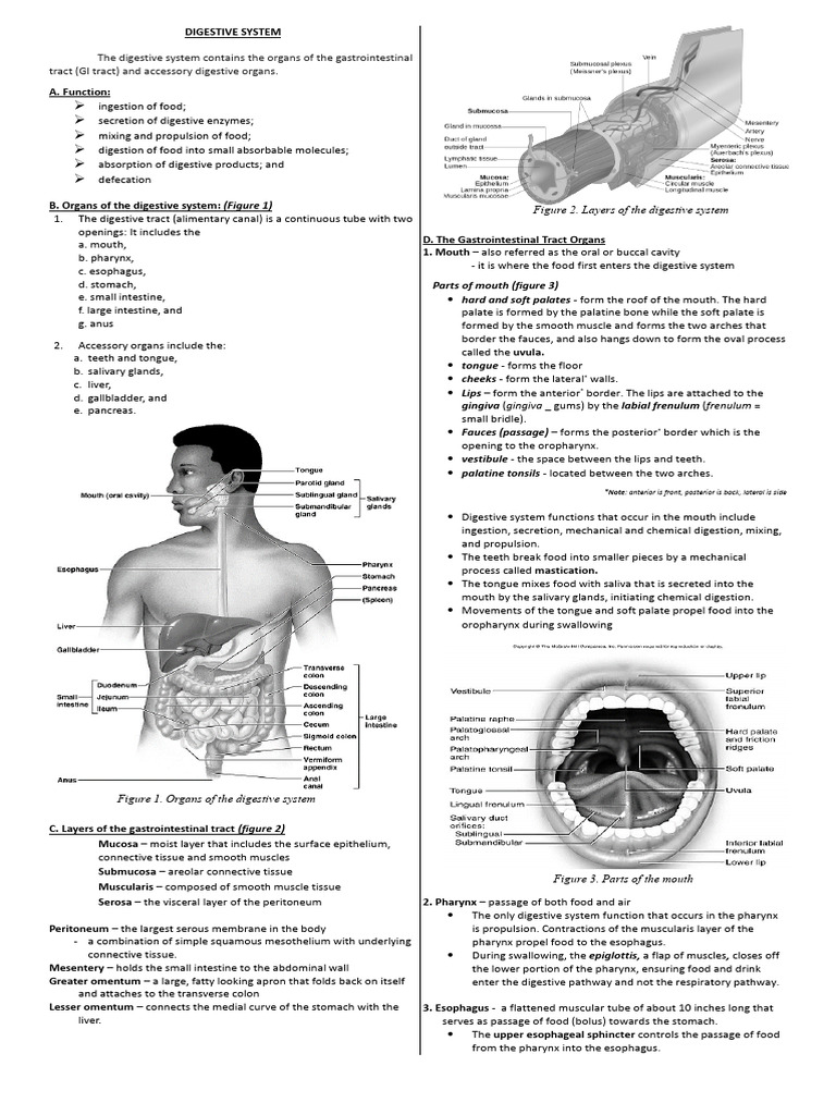 Handout - Digestive System (1) | PDF | Human Digestive System | Stomach