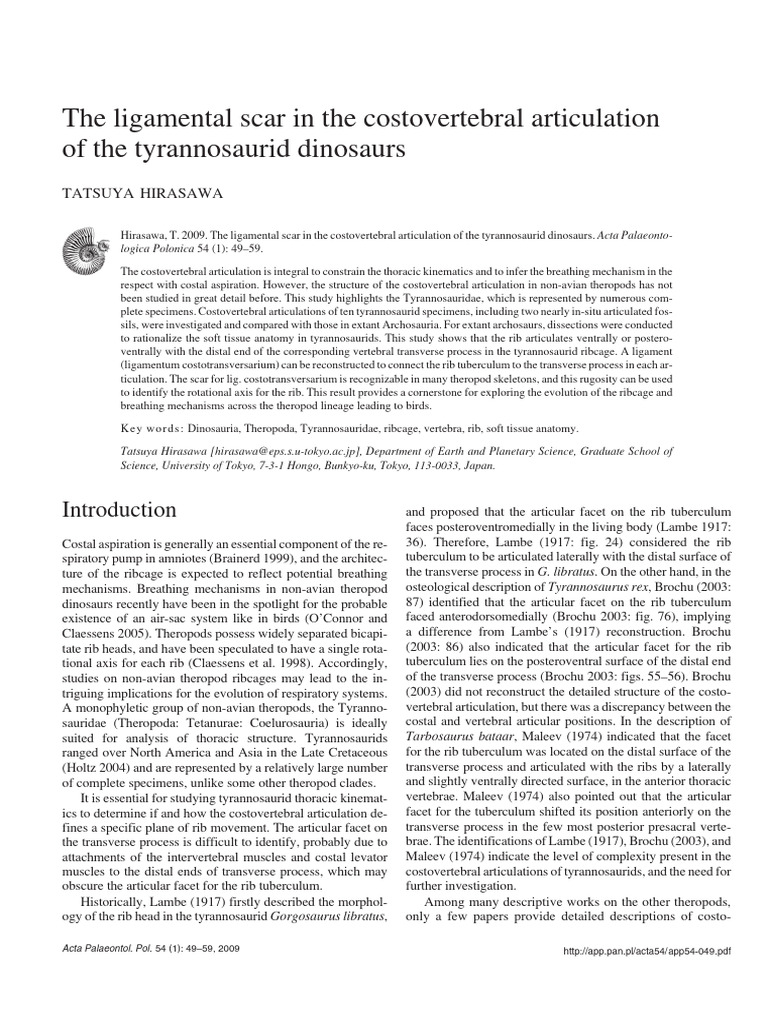 Ribs T Rex | PDF | Vertebra | Anatomical Terms Of Location