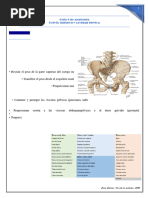 Estructura y partes de la cadera | PDF | Pelvis | La columna vertebral