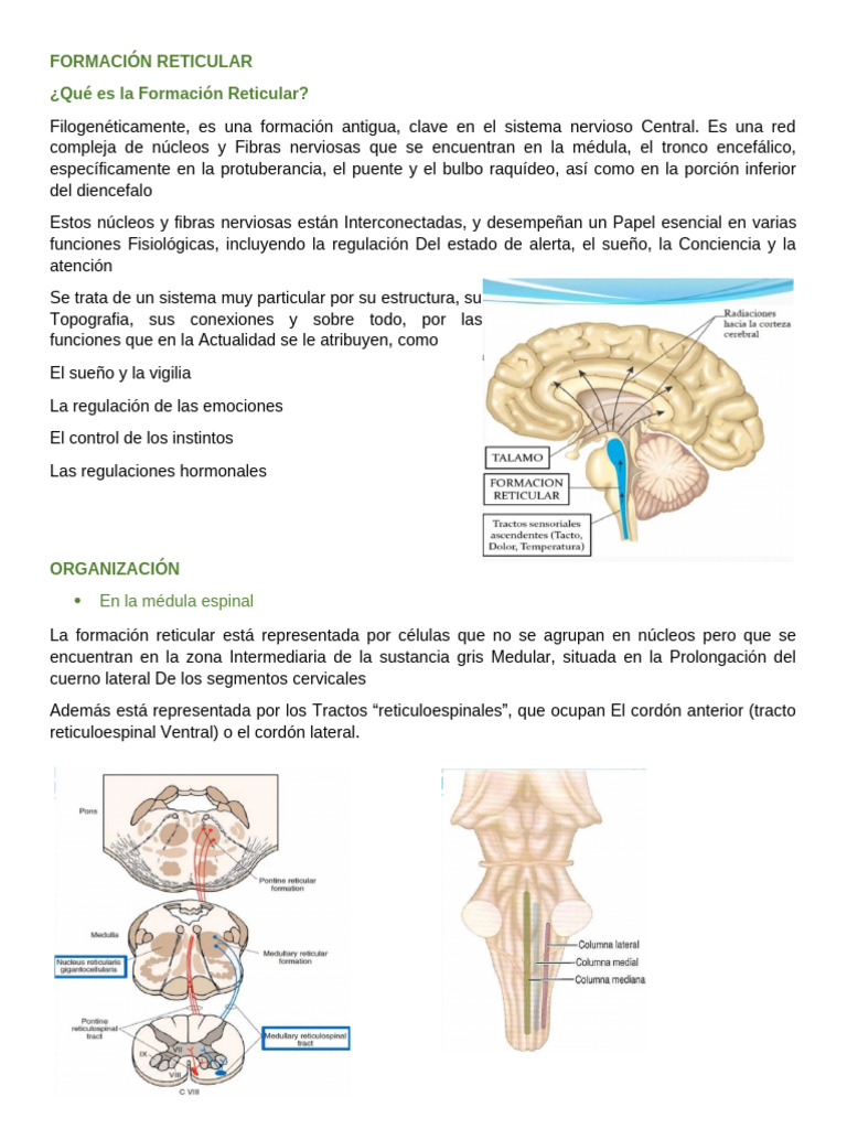Tema 15 Formacion Reticular | PDF | Cerebro | Tálamo