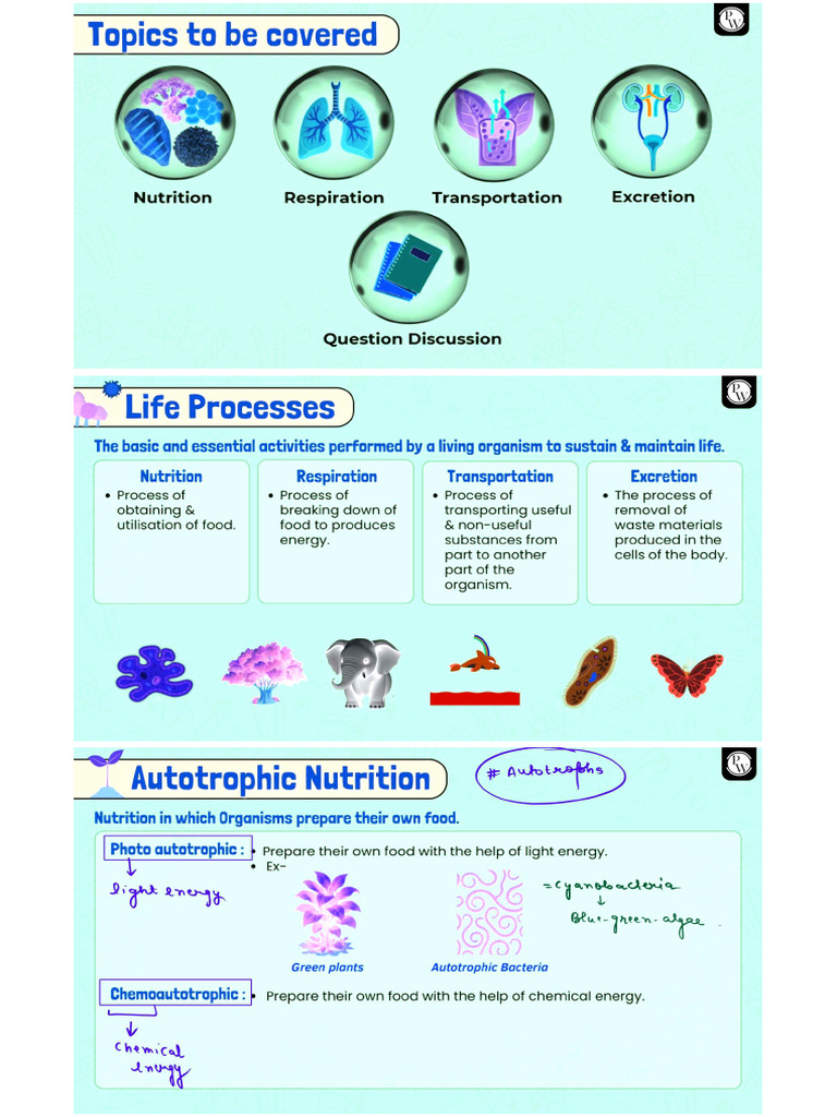 Life Processes - Class Notes - Warrior 2026 - Processed | PDF