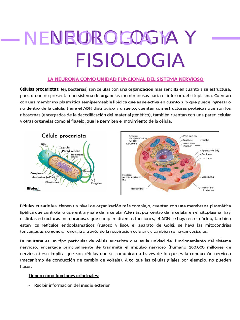 Neuro UNIDAD 1 y 2 (7) | PDF | Sinapsis | Potencial de acción