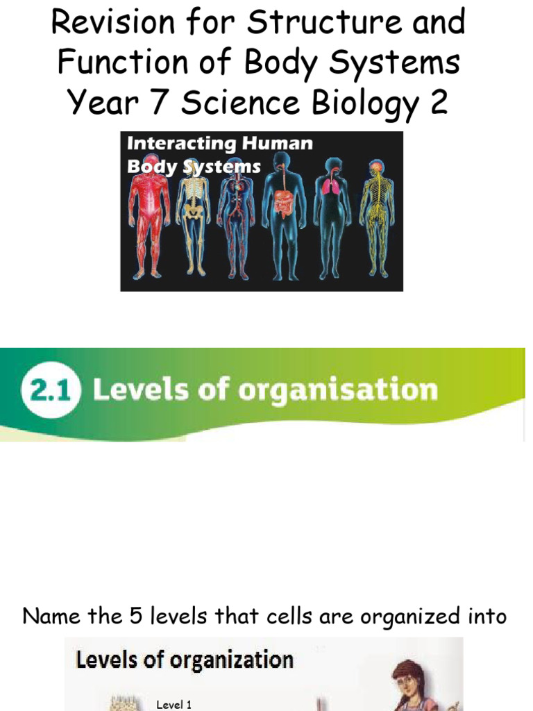 B2 Structure and Function of Body Systems 2 | PDF | Respiratory System ...