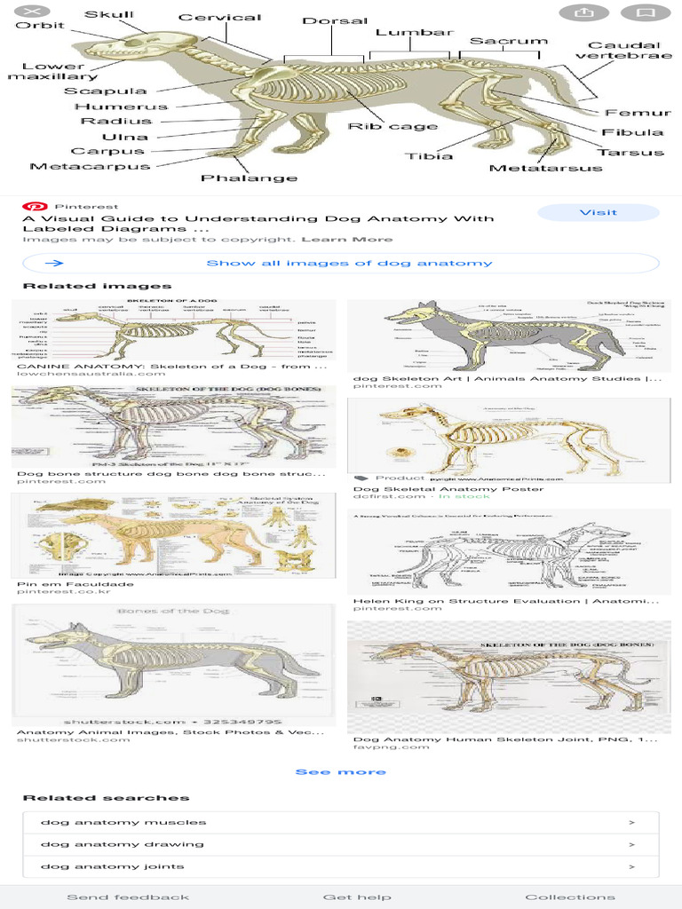 Dog Anatomy - Google Search | PDF | Anatomy | Dogs