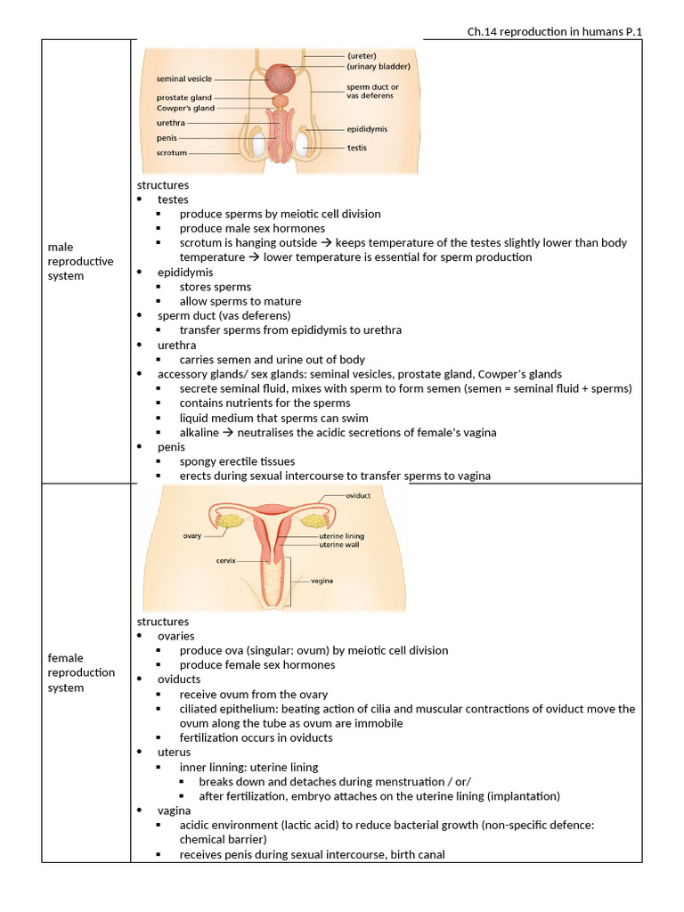 Ch14 reproduction in humans | PDF | Human Reproduction | Placenta