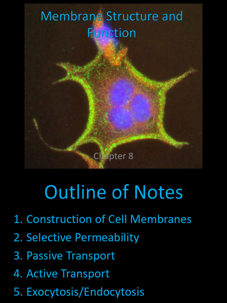 Membrane Structure and Function | PDF | Cell Membrane | Lipid Bilayer