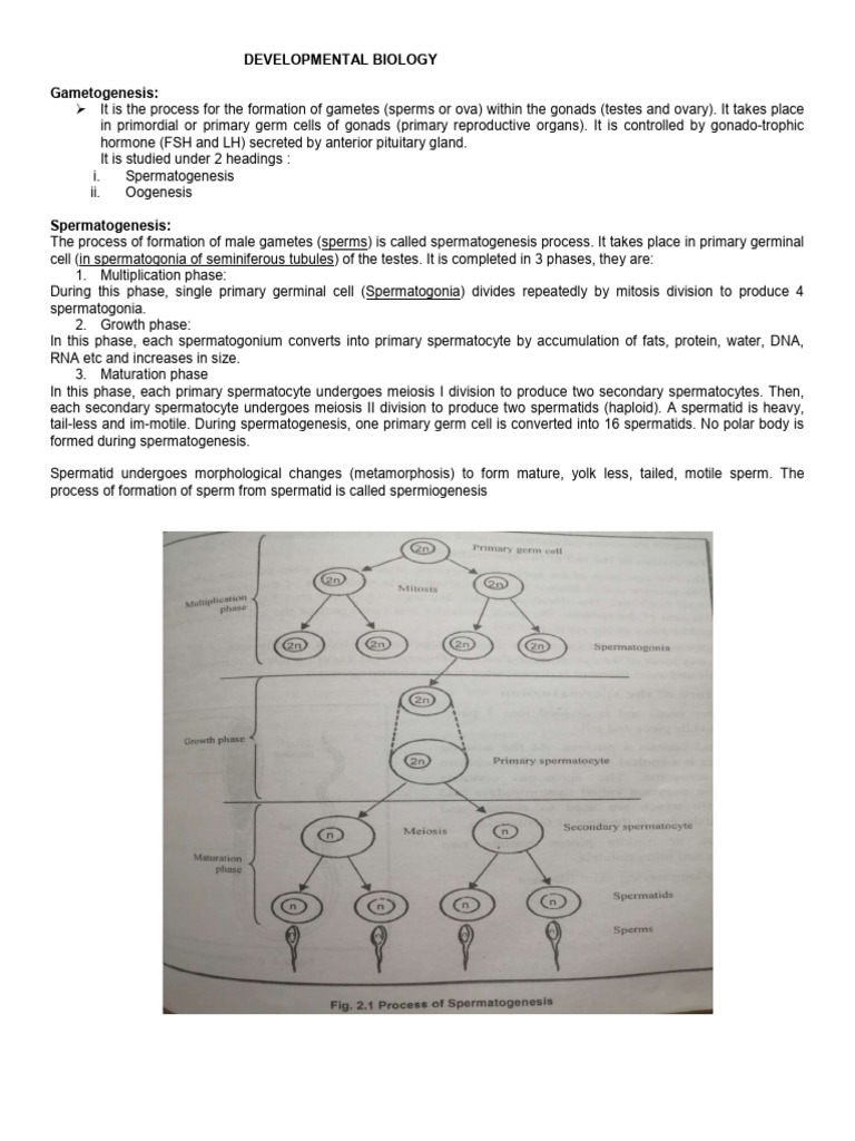 Developmental Biology | PDF | Sperm | Fertilisation